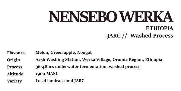 Drip Bag - Nensebo Werka ETHIOPIA Washed Process